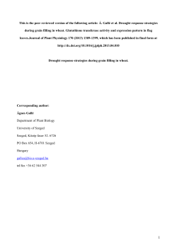 Drought response strategies under grain filling in wheat