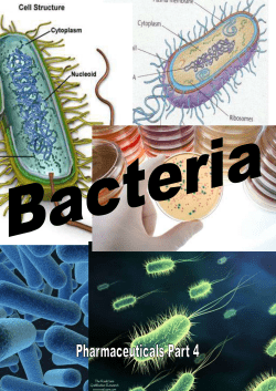 Bacteria workbooklet