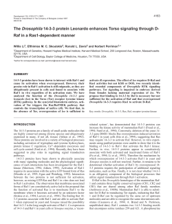 The Drosophila 14-3-3 protein Leonardo enhances Torso signaling