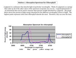 Station 4: Cellular Respiration &ndash; Anaerobic/Aerobic Card Sort