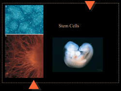 embryonic stem cells