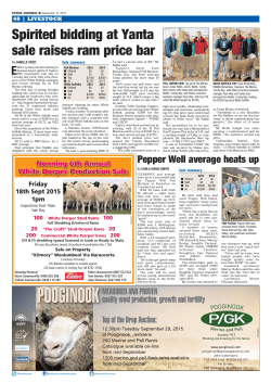 Spirited bidding at Yanta sale raises ram price bar