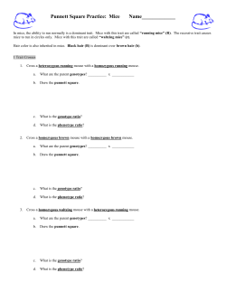 Punnett Square Practice: Mice Name