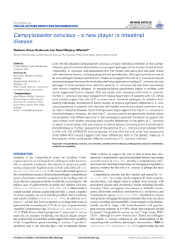 Campylobacter concisus &ndash; a new player in