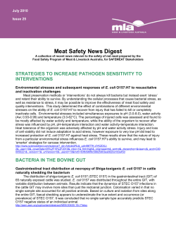 bacteria in the bovine gut