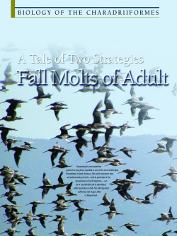 A Tale of Two Strategies: Fall Molts of Adult Dowitchers