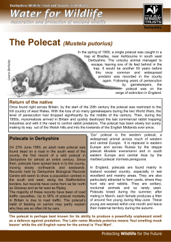 Polecat factsheet - Derbyshire Wildlife Trust