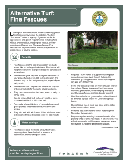 Alternative Turf: Fine Fescues
