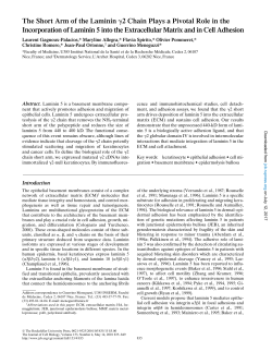 The Short Arm of the Laminin 2 Chain Plays a Pivotal Role in the