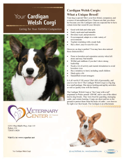 How We`ll Keep Your Welsh Cardigan Corgi Healthy