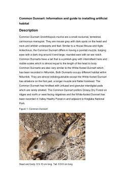 Common Dunnart installing artificial habitat