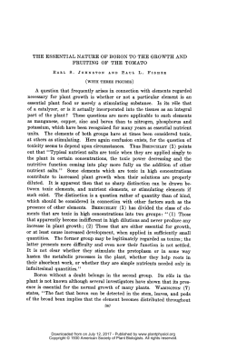 FRUITING OFTHE TOMATO at others as