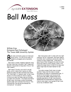 Ball Moss - Hill Country Master Gardeners