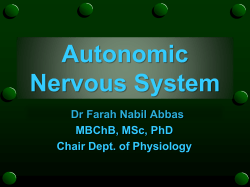 Sympathetic Nervous System