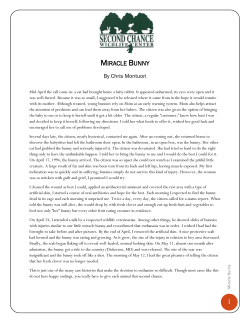 Miracle Bunny - Second Chance Wildlife Center