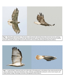 Breeding adult male Krider`s. This bird has a white tail with well