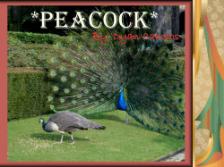 peacock - edl.io