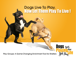 Dogs Playing for Life Brochure