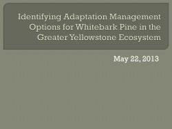 Identifying Adaptation Management Options for Whitebark Pine in