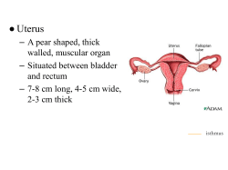supports of uterus
