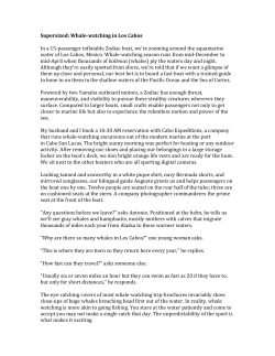 Supersized: Whale-watching in Los Cabos In a 15