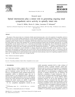 Spinal interneurons play a minor role in generating ongoing renal