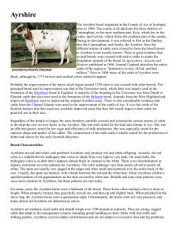 Brown Swiss