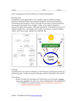 photosynthesis cellular respiration lab key2