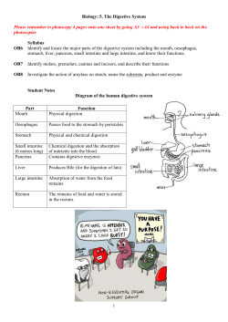5. The Digestive System