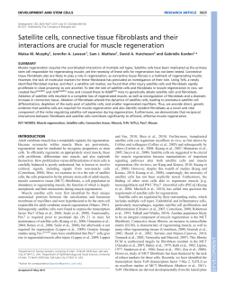 Satellite cells, connective tissue fibroblasts and their interactions are
