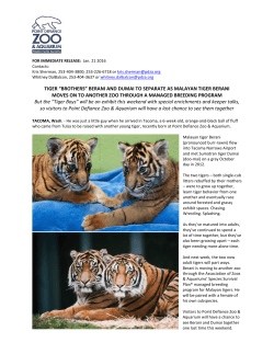 tiger &ldquo;brothers&rdquo; - Point Defiance Zoo