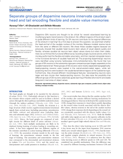 Separate groups of dopamine neurons innervate caudate head and