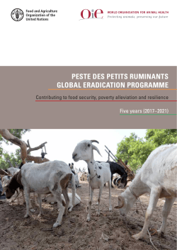 PPR Global and Eradication Programme