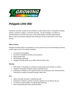 Polygala Little Bibi