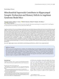 Mitochondrial Superoxide Contributes to Hippocampal Synaptic
