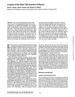 Location of the Head-Tail Junction of Myosin