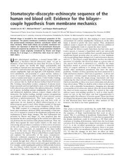 Stomatocyte–discocyte–echinocyte sequence of the