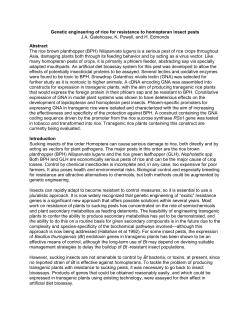 Genetic engineering of rice for resistance to homopteran insect