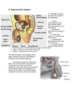 P9. describe the sequence of events in the ovarian