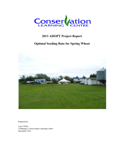 Optimal Seeding Rate for Spring Wheat