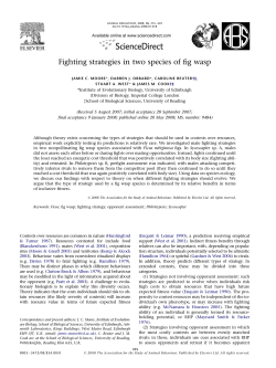 Male fighting strategies in two species of fig wasp