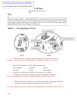 cell membrane