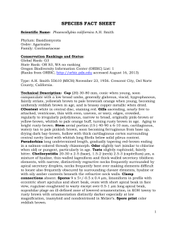 Phaeocollybia californica