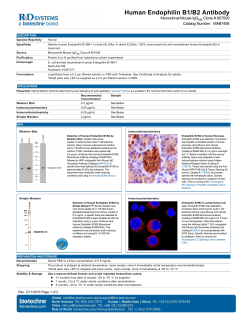 Human Endophilin B1/B2 Antibody