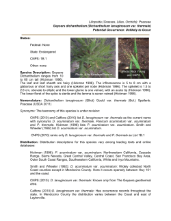 Dichanthelium lanuginosum var