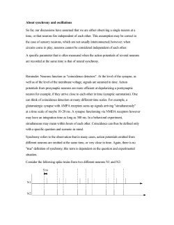 About synchrony and oscillations So far, our discussions have