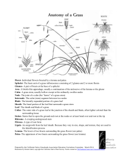 Crossword: Anatomy of a Grass - California Native Grasslands
