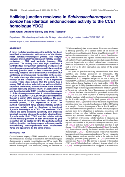 Holliday junction resolvase in