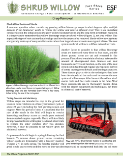 A common question when considering growing willow - SUNY-ESF