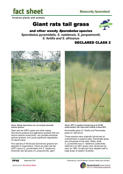 Giant rats tail grass